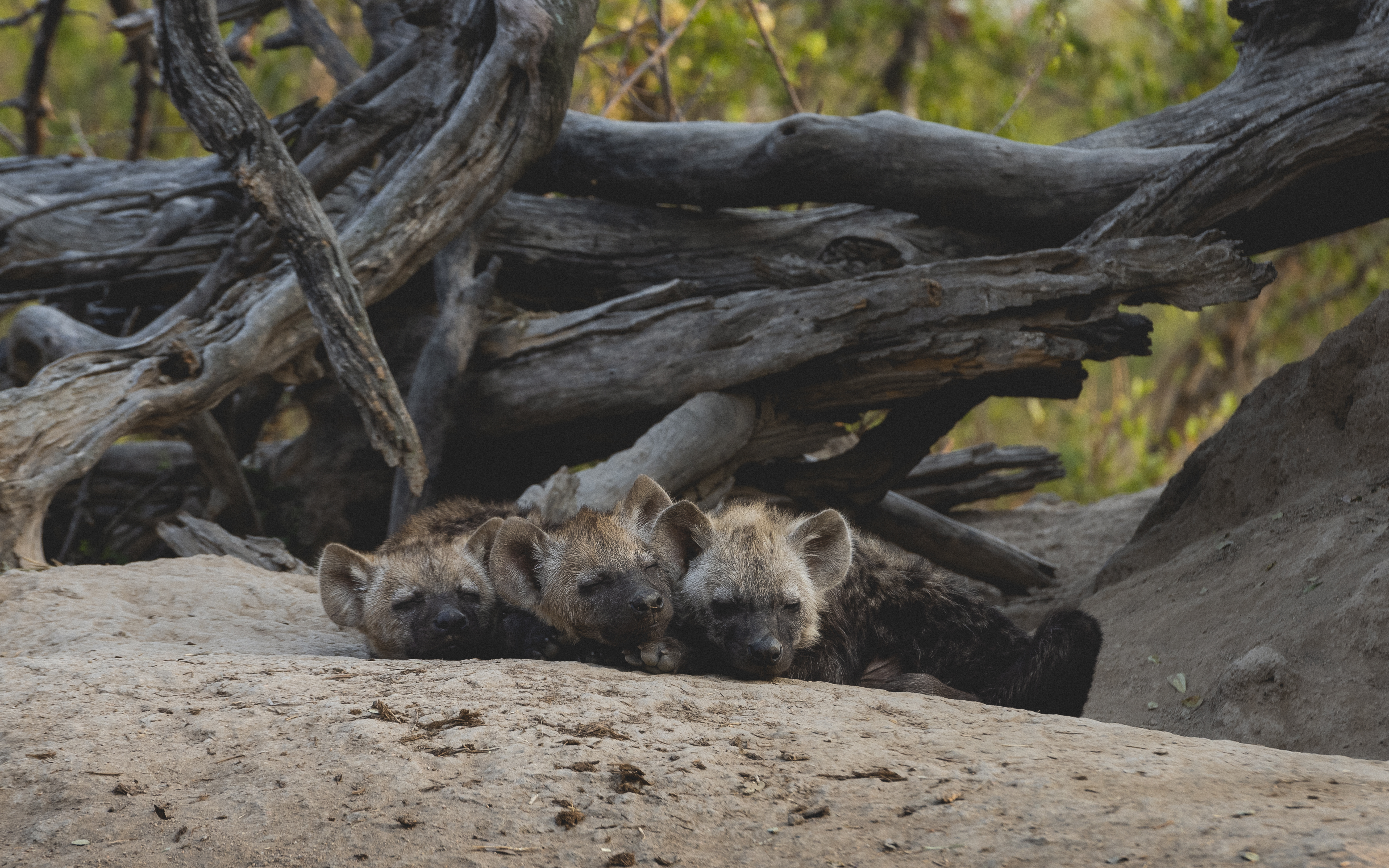 Hyena Havens: An Update on Londolozi's Hyena Hideaways - Londolozi