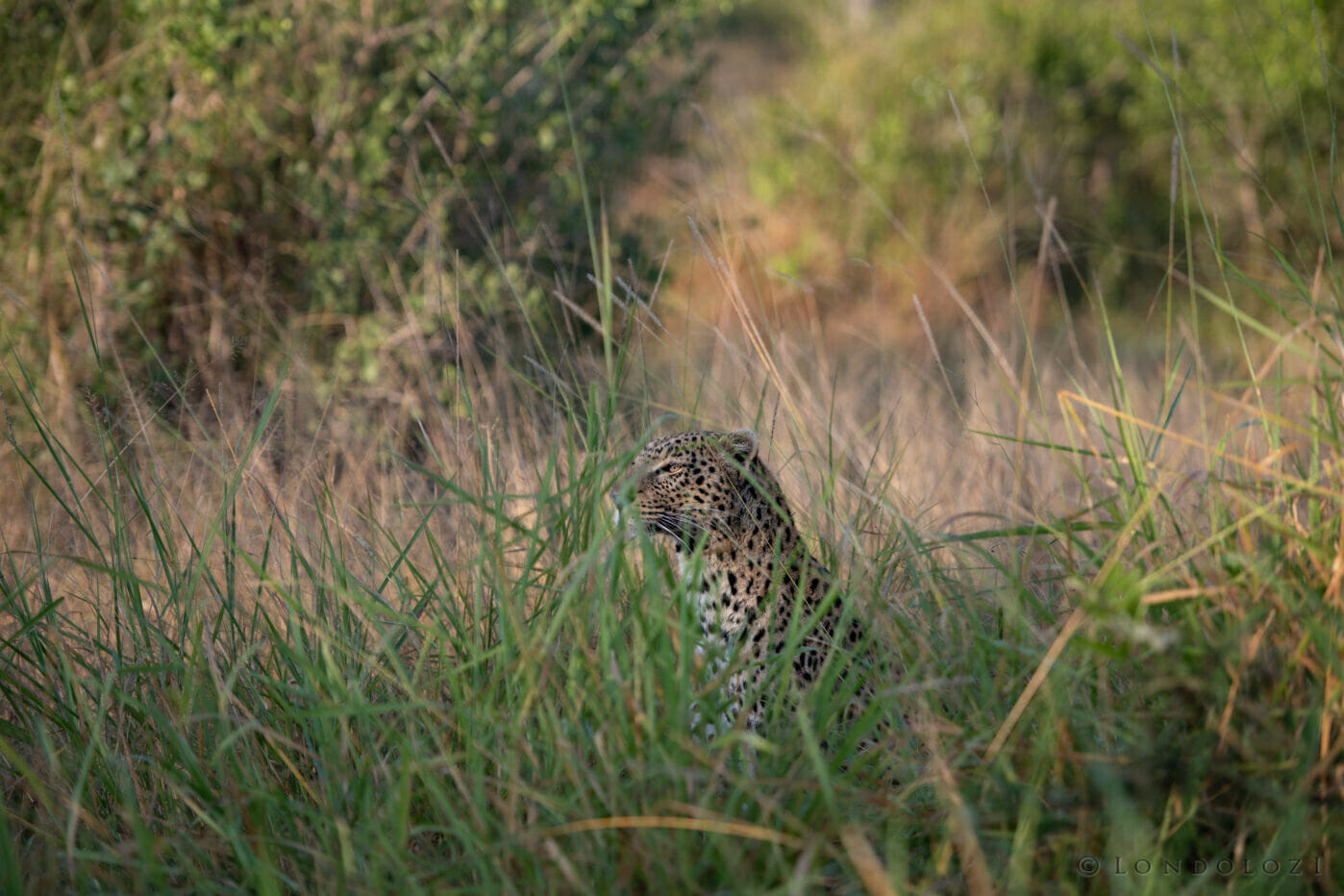 Ke Ximungwe Female