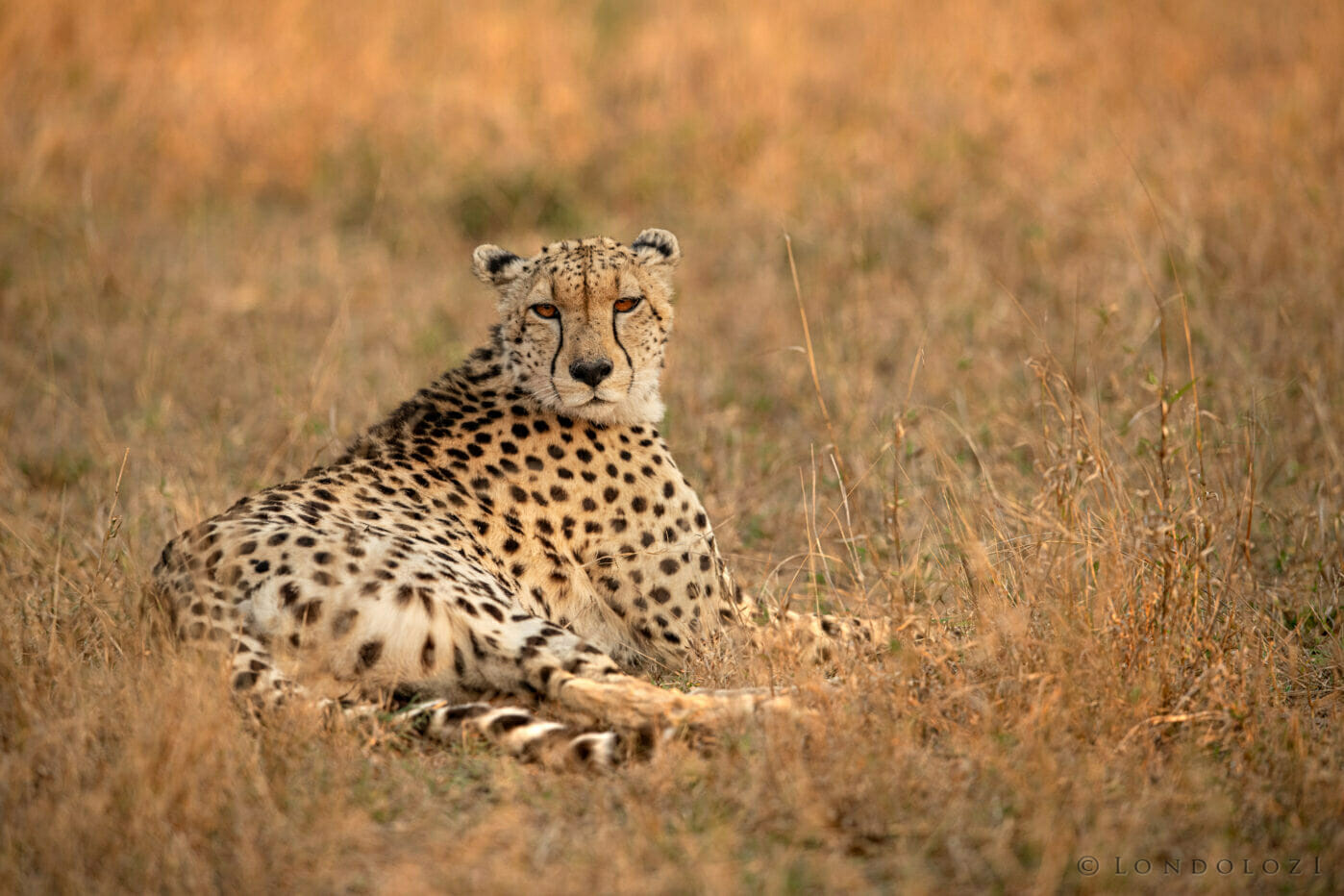 Cheetah Skb 5831