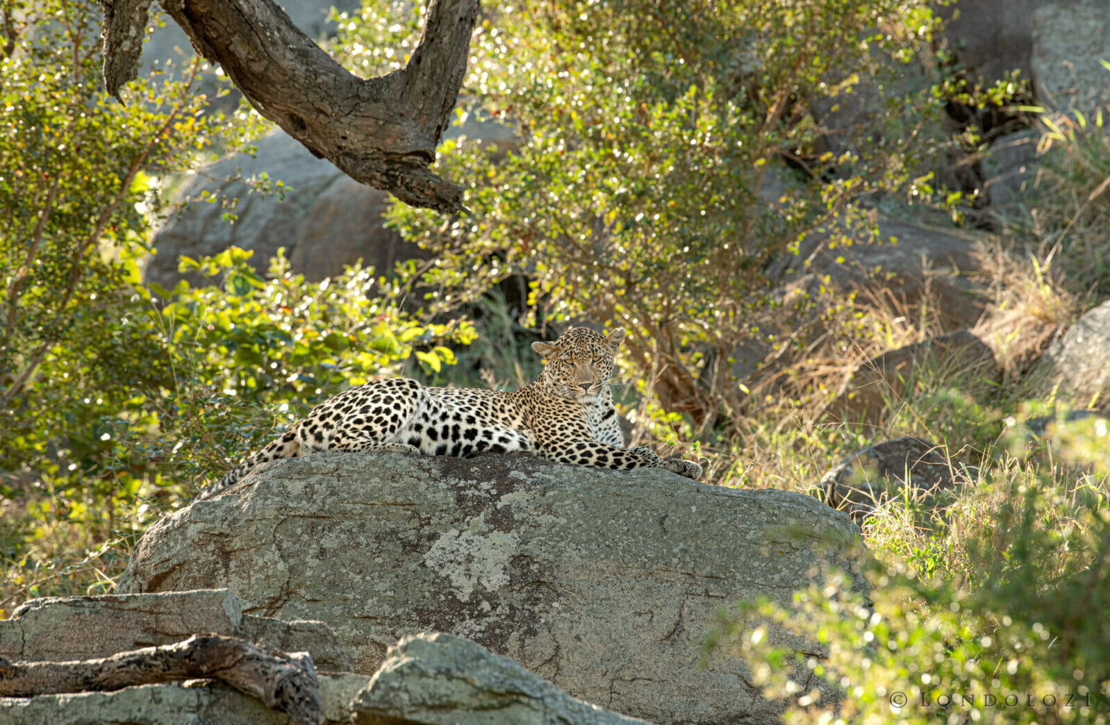 Leopard On Rock. Skb 4672