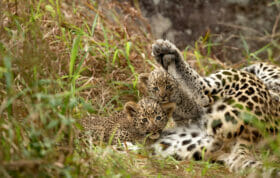 Leopard Cubs Skb 5055