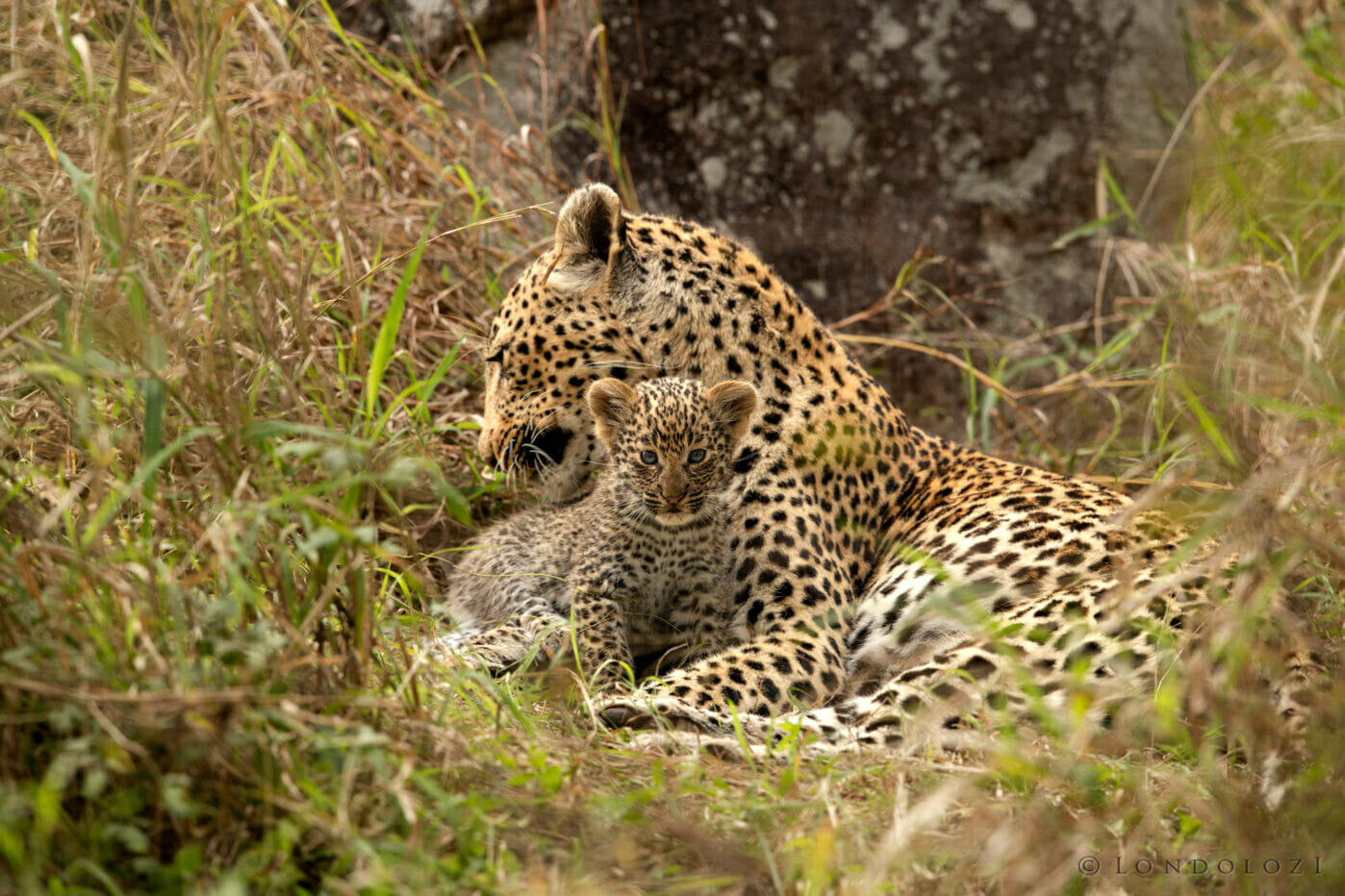 Leopard Cubs Skb 5163