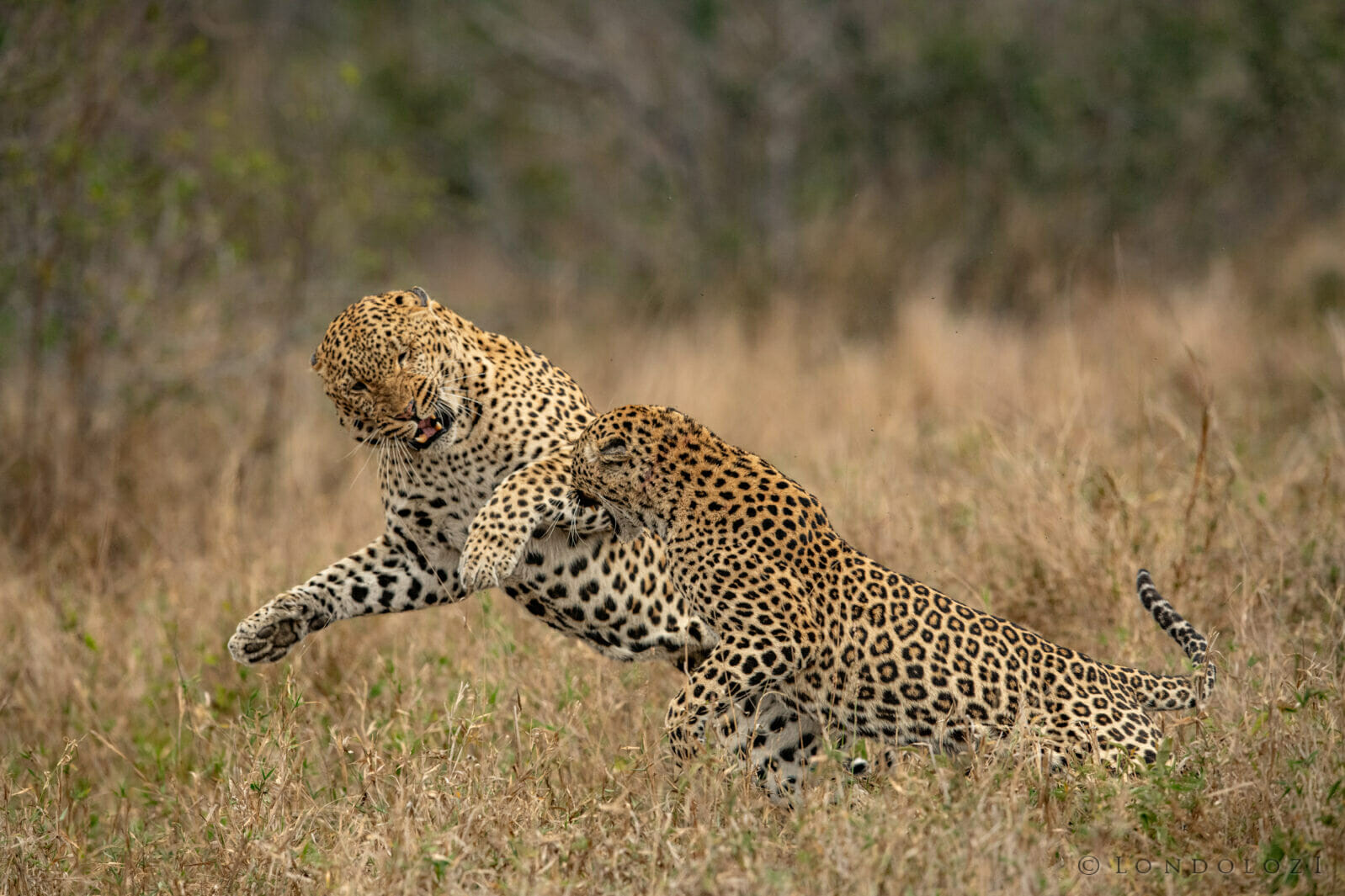 Leopards Mating Skb 5901