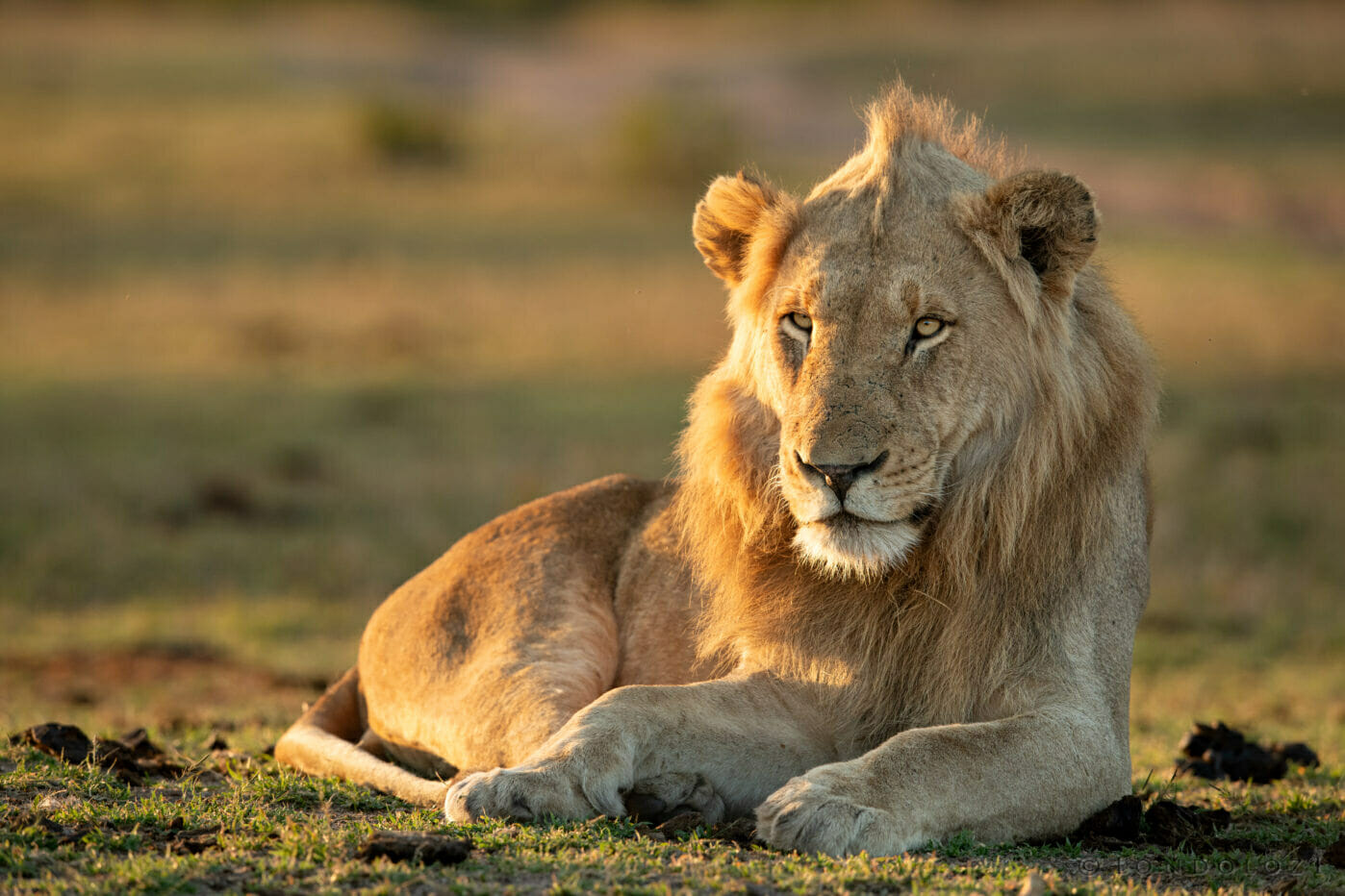Male Lion Skb 5500