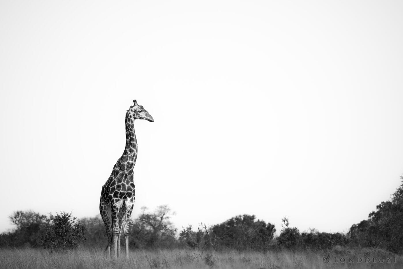Ke Giraffe Bw Scenery