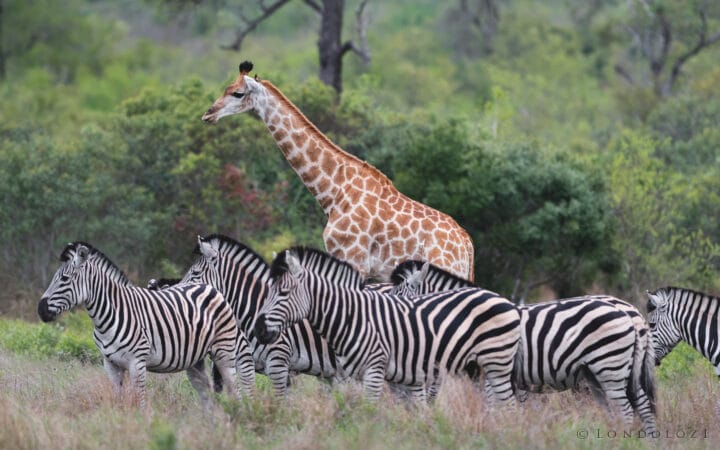 Mr Giraffe And Zebra 6561