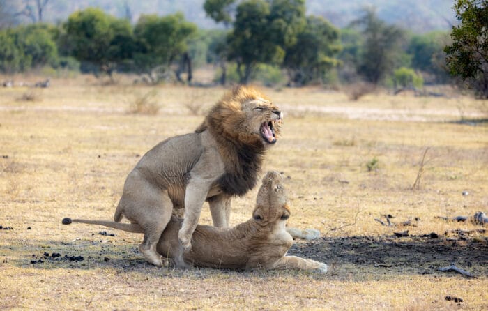 Sz 7931 Ndzhenga Male Mating Ntsevu Lioness