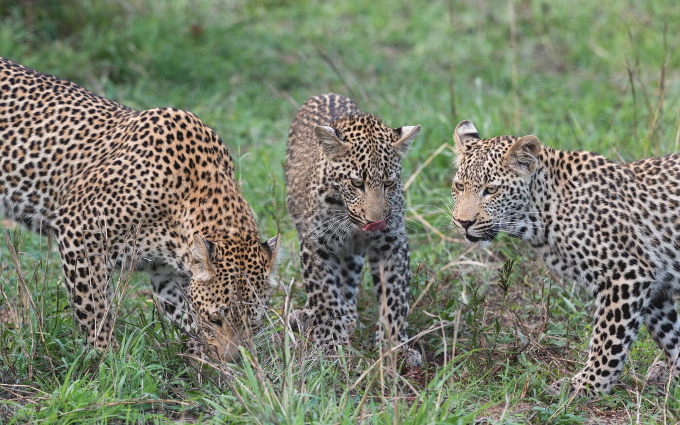 Mr Nkuwa And Cubs 6696