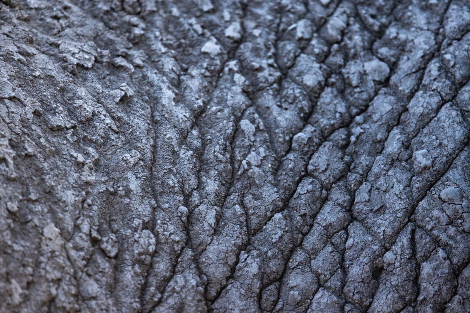 Sz 9556 Elephant Skin Detail