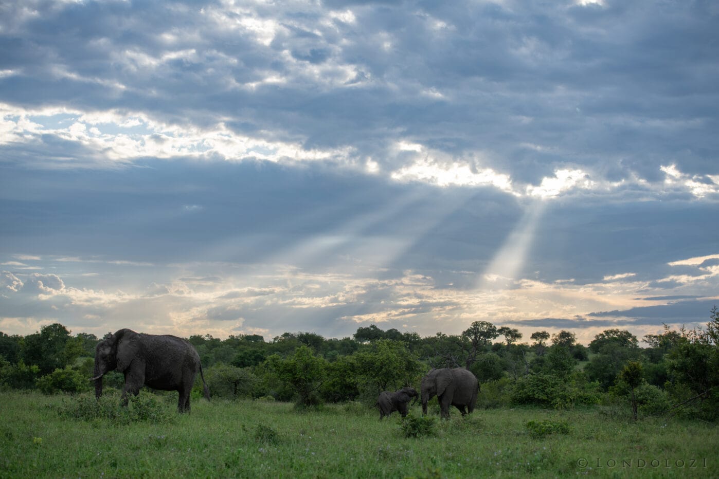 Ke Elephant With Sun Rays
