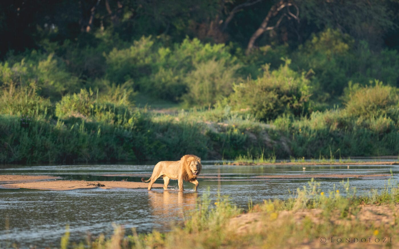 Mr Ndzenga Male 7468