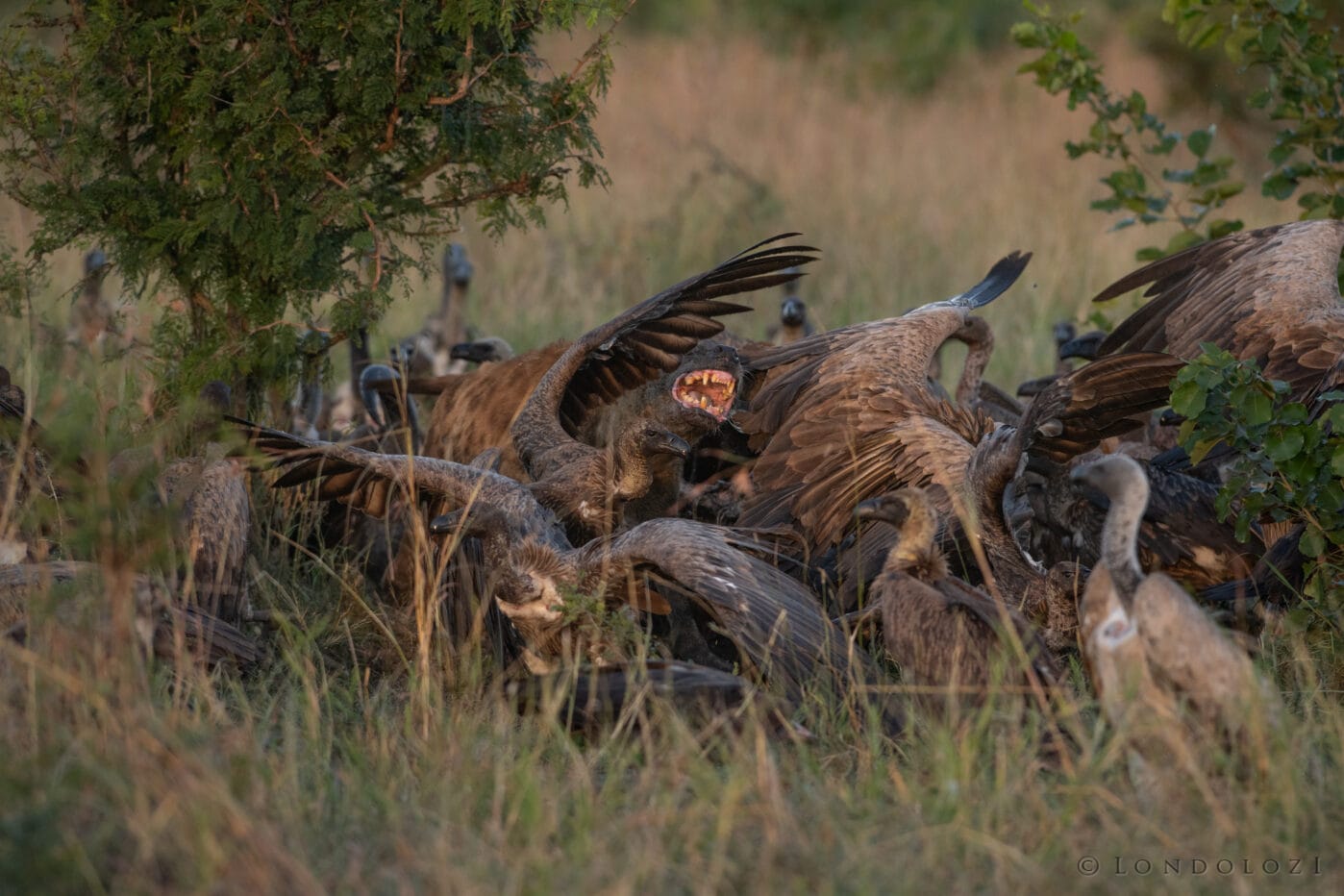 Hyena Chasing Vultures Pg