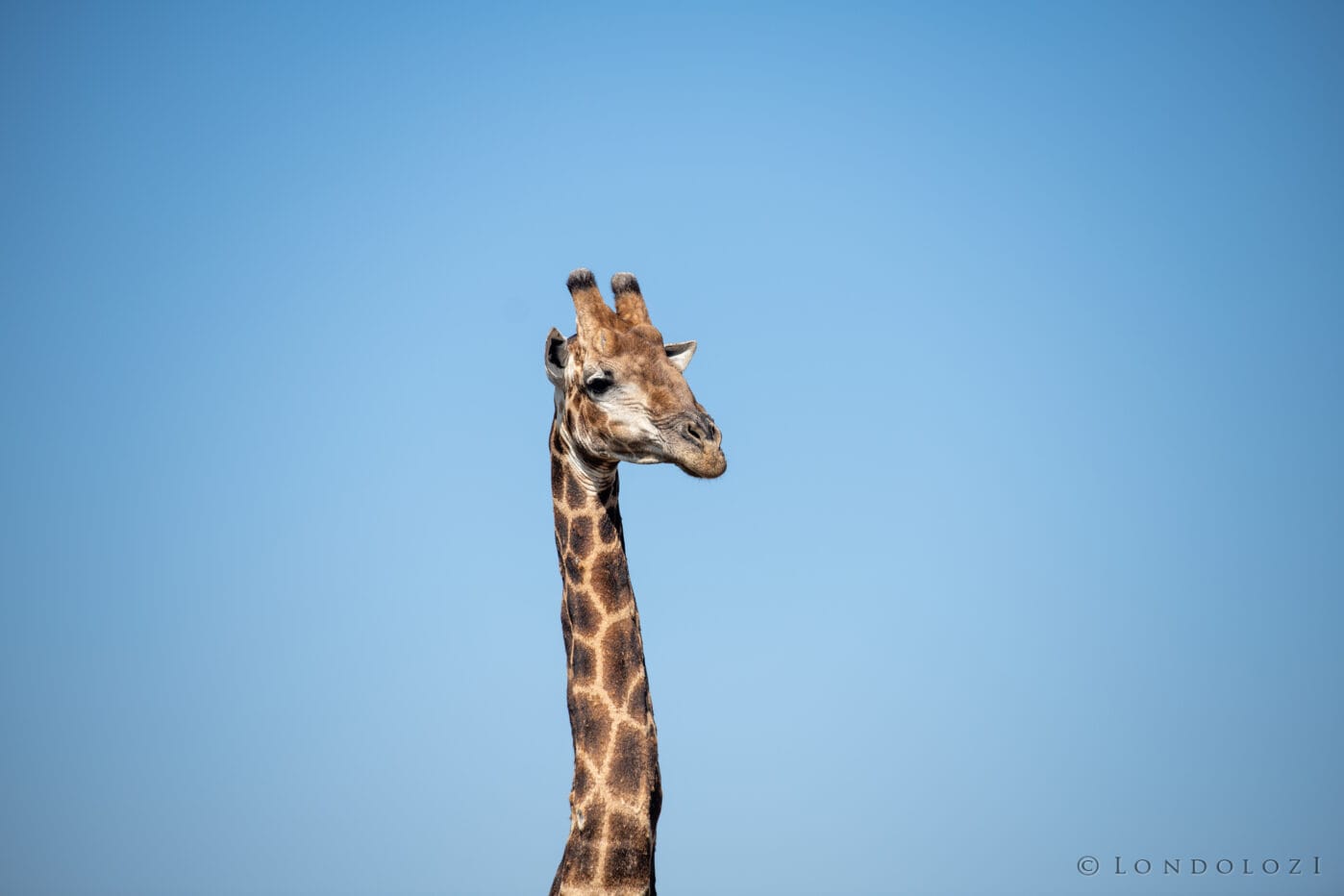 Ke Giraffe Blue