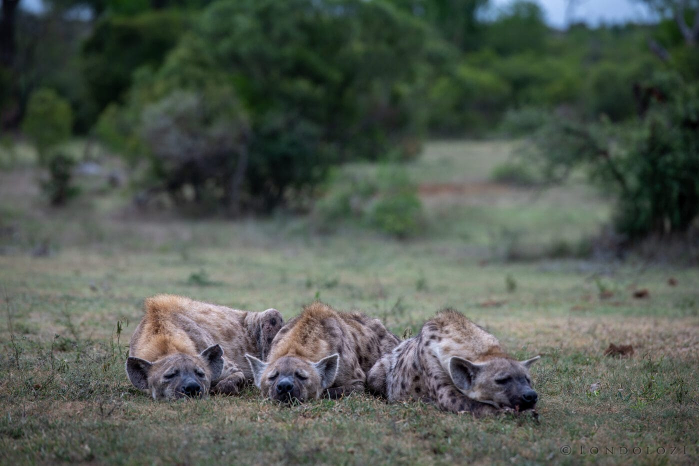Ke Hyena Sleeping