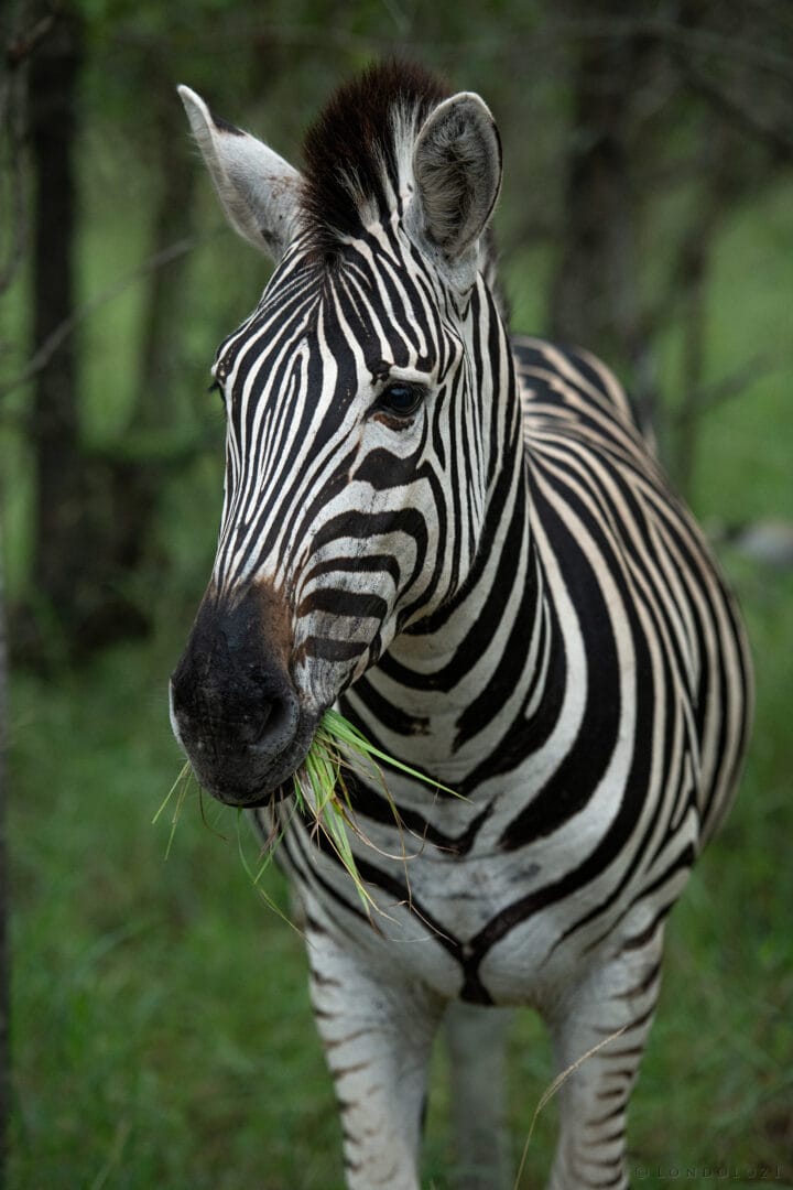 Ke Zebra Portrait