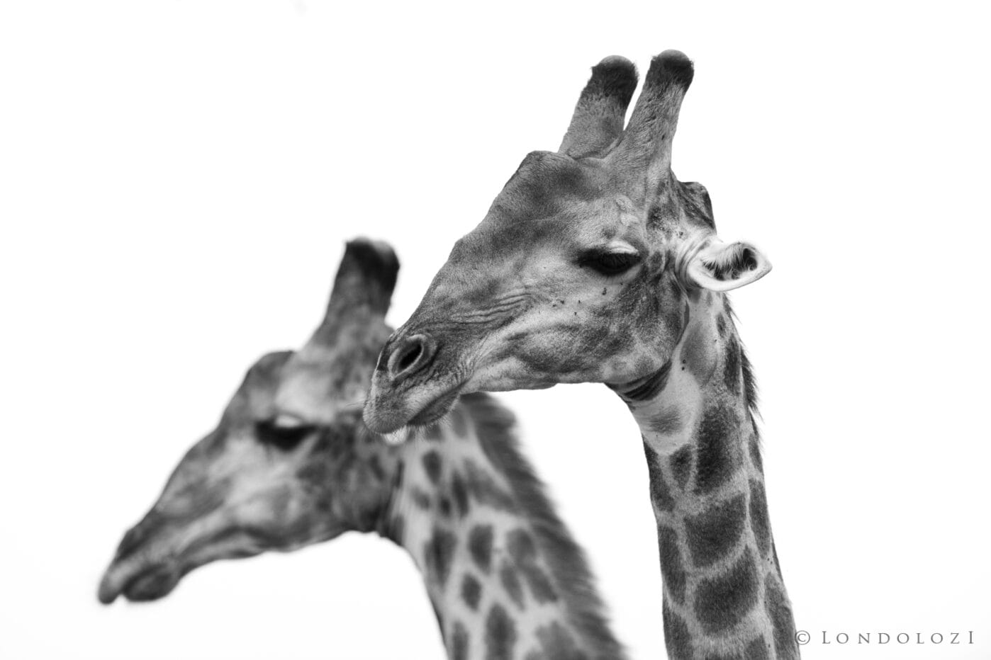 Kng Giraffe Black And White
