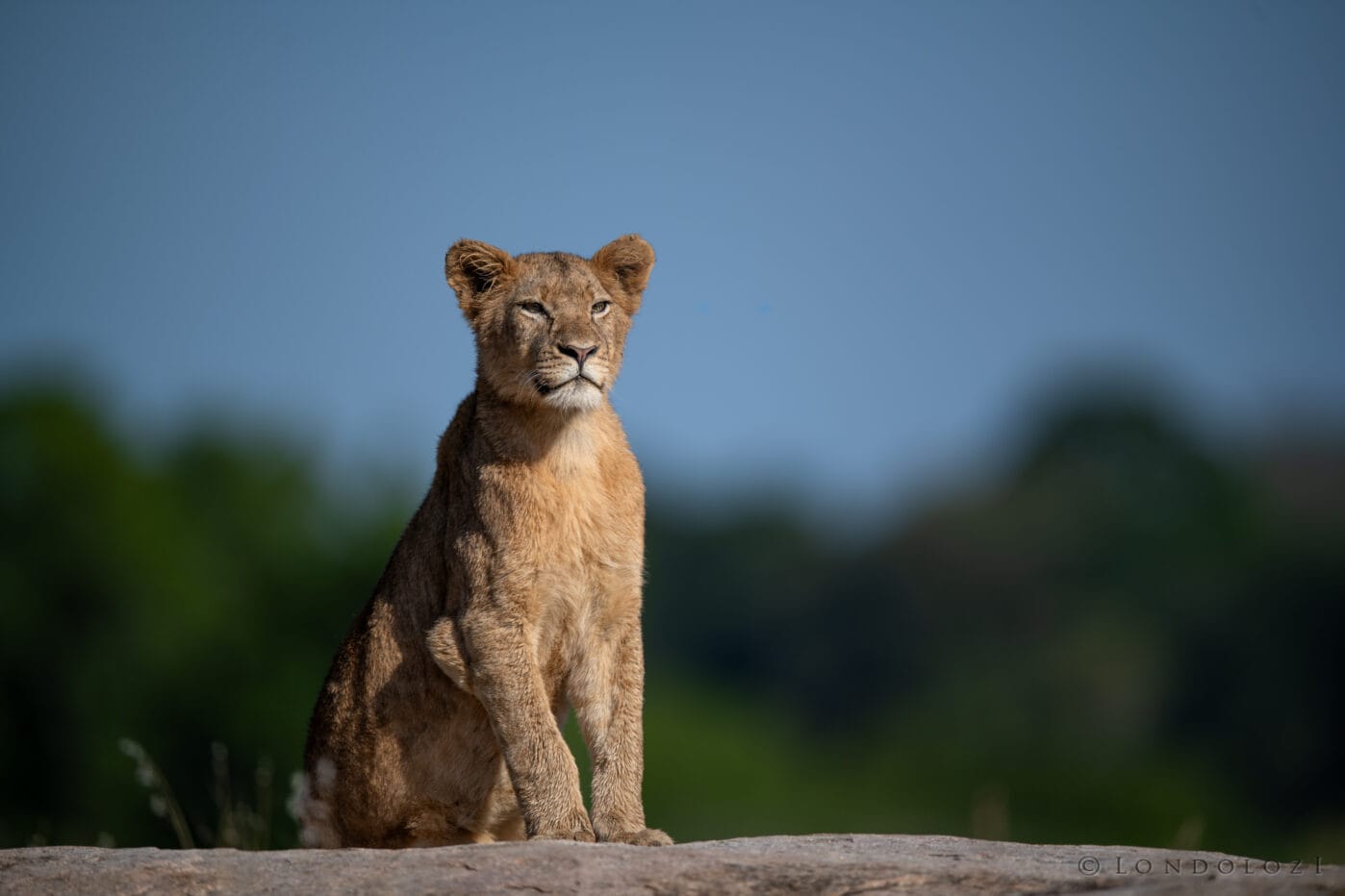 Kng Lion Kambula Cub On Plaque Rock