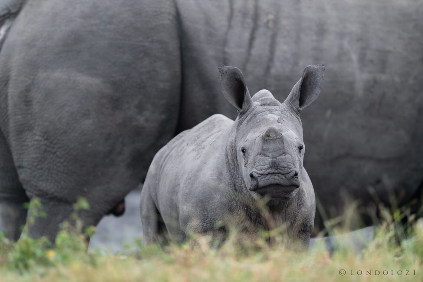 Kng Rhino Calf Stare