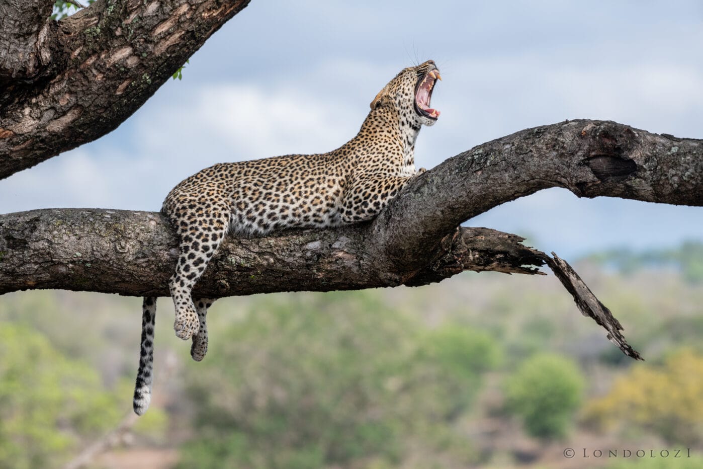 Leopard Branch Yawn Aj