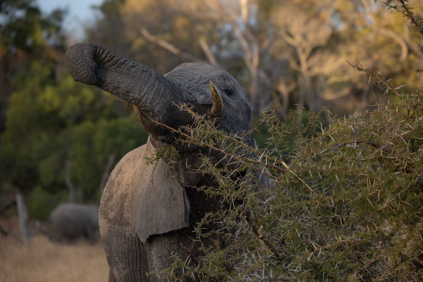 Ka Elephant Feeding Vachellia Bush