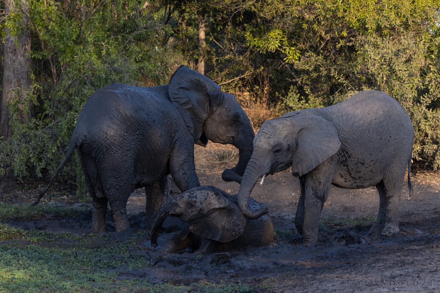Ka Elephants Mud Wallowing