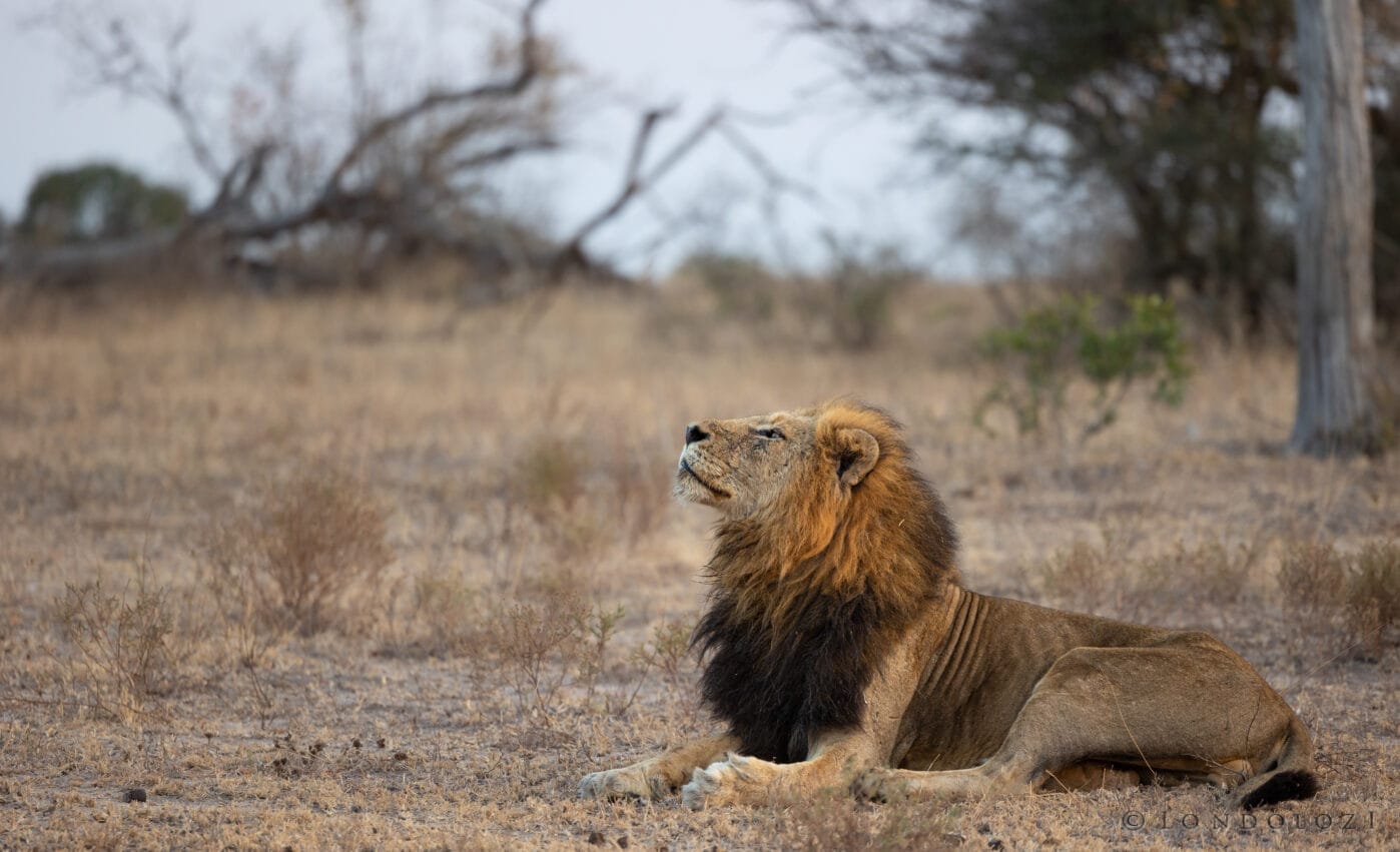 Ka Ndhzenga Male Nose Lifted