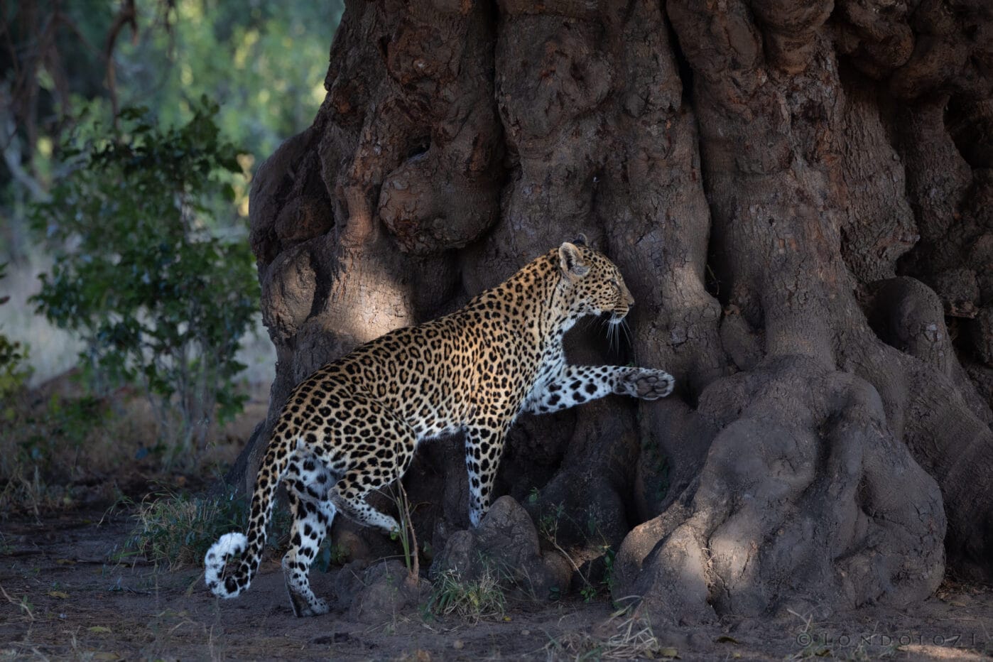 Ka Three Rivers Female Leopard Natal Mahogany Tree