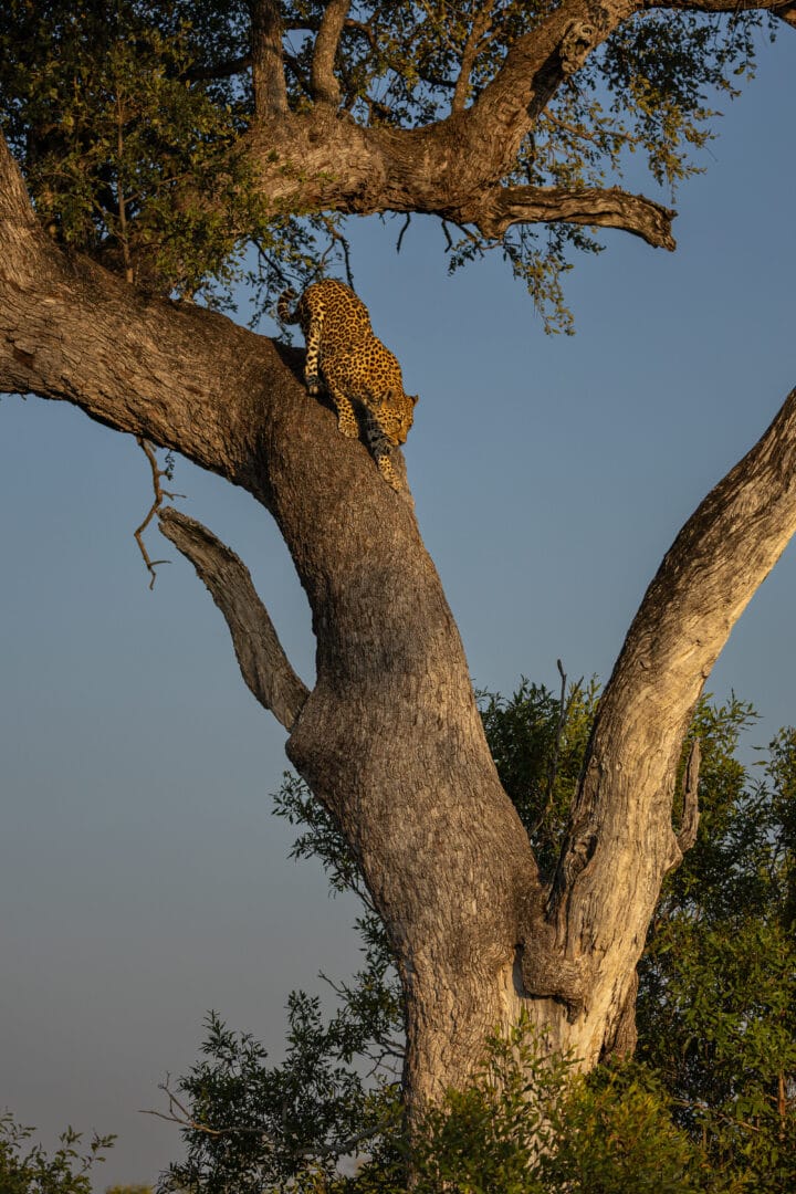 Bt 3r Descends A Leadwood Tree 1