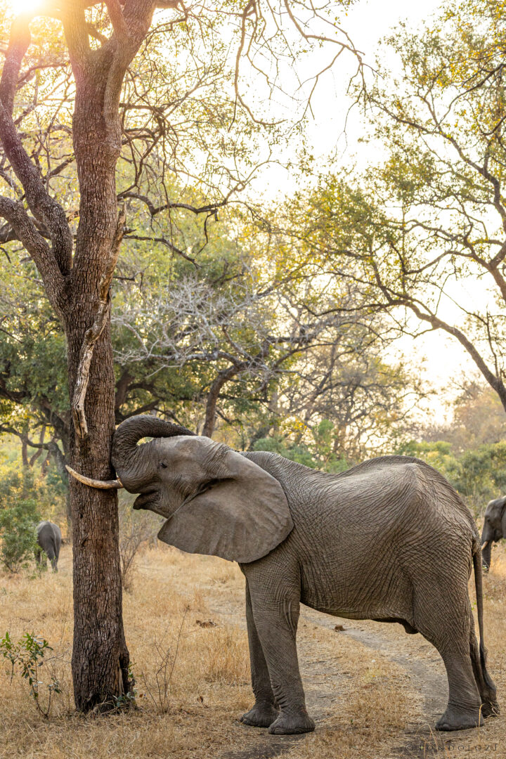 Bt Elephant Bull In Leadwood Forest 1