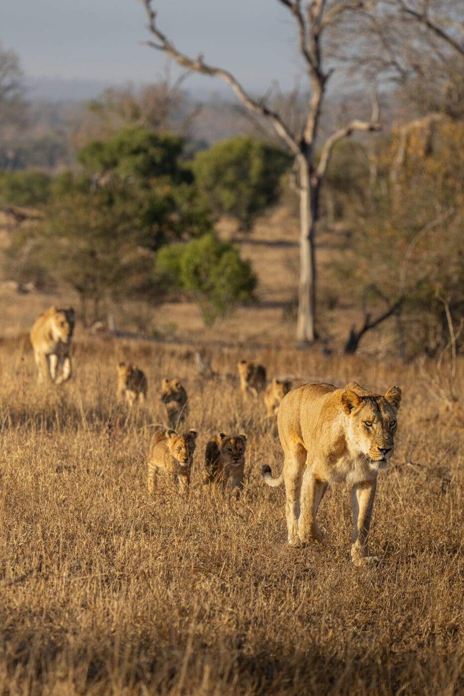 Bt Kambula + 6 Walking Throug Tu Tones Clearing 1