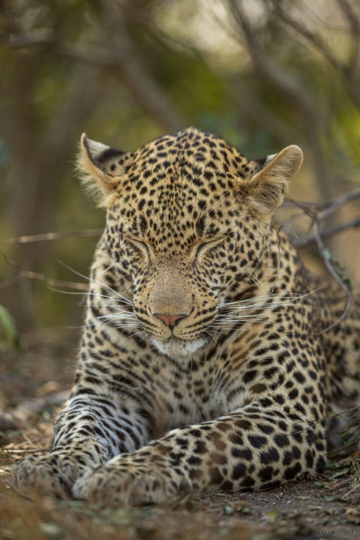 Bt Nym Portrait (close Up) 1