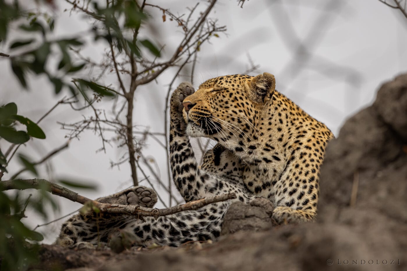 Bt Nkuwa Plus 1 Playing 1