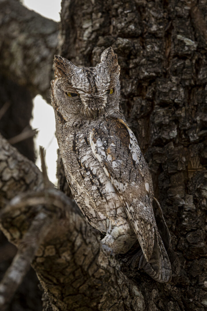 Bt Scops Owl 8892