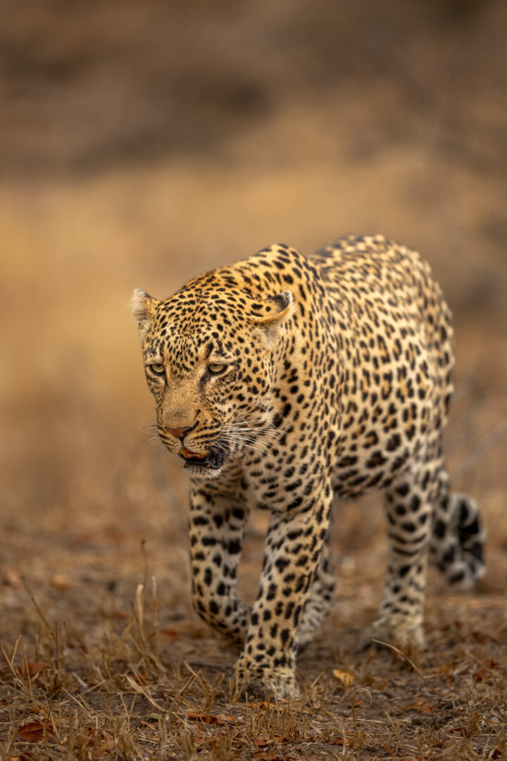 Bt Thamba Male In Singita 1
