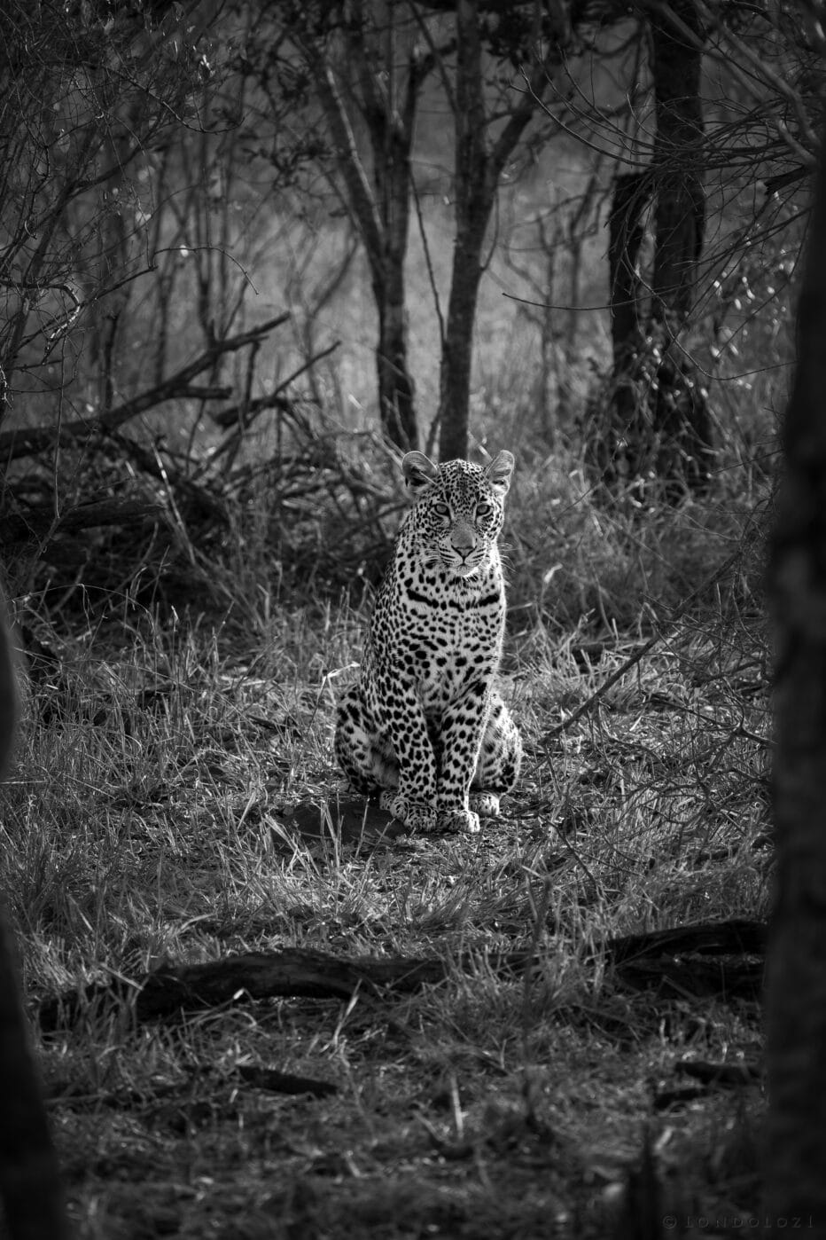 Bt Nkoveni Ym Portrait B&w 1