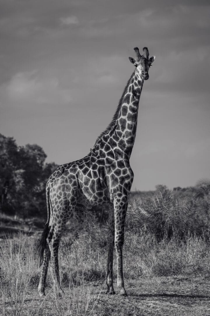 Kc Giraffe Sand River B&w Aug25
