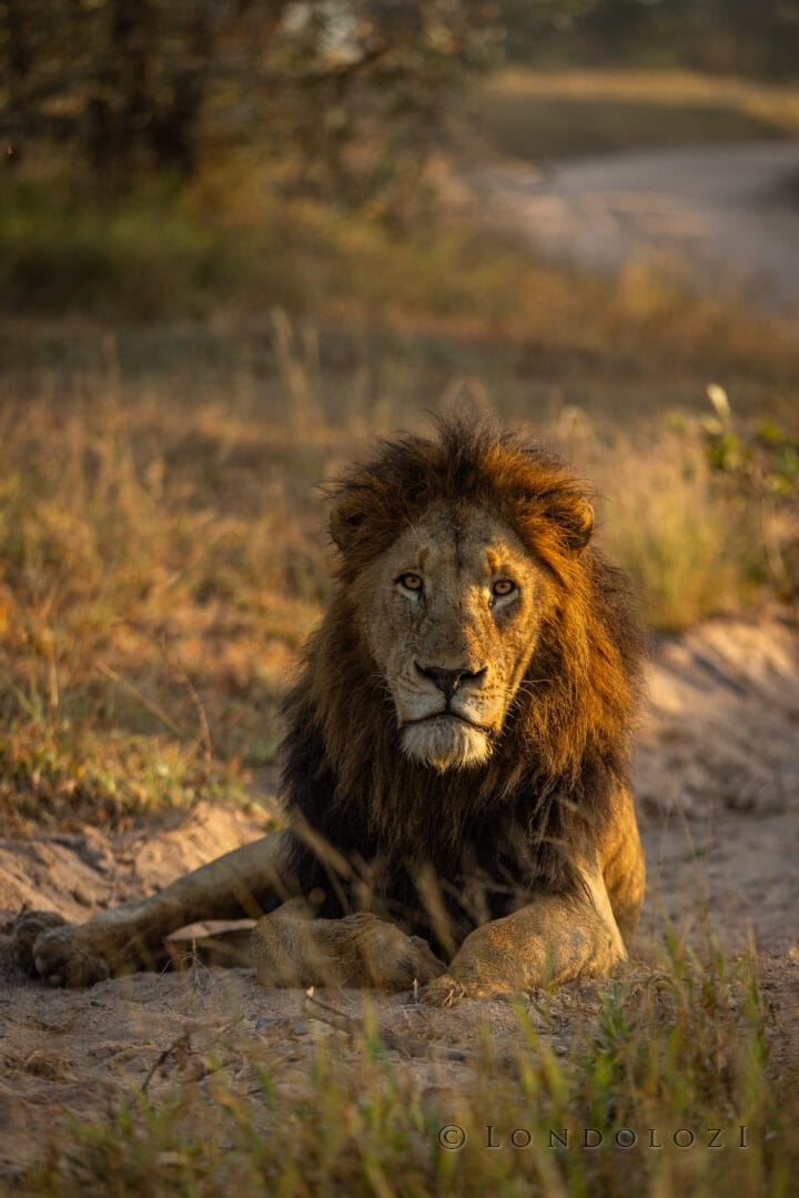 Nm Dark Maned Gijima Male Lion Portrait