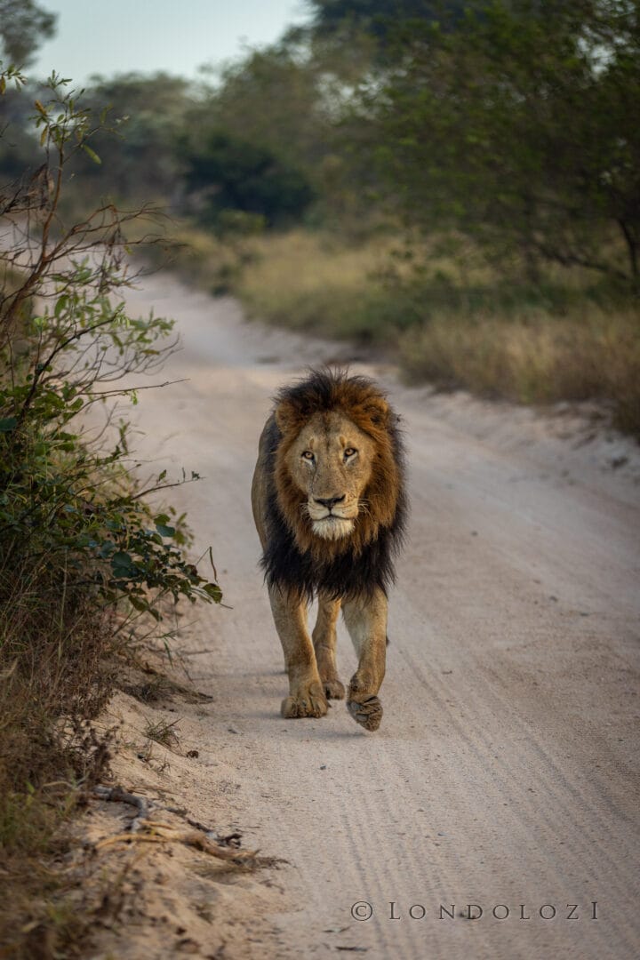 Nm Dark Maned Gijima Male Lion Walking Portrait