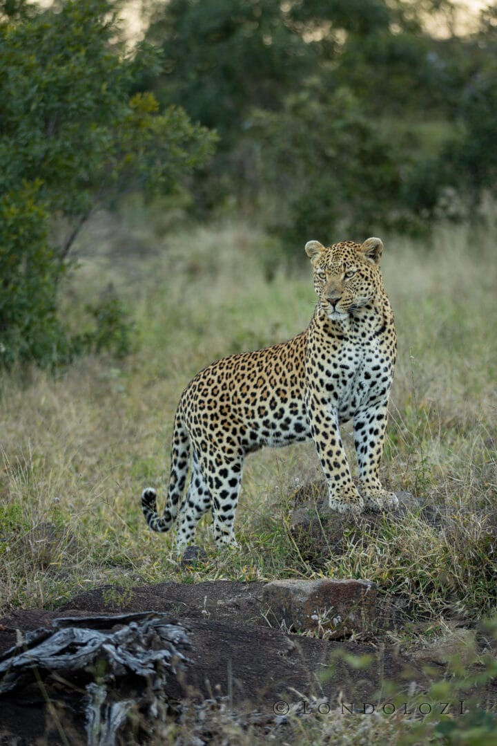 Nm Hlambela Male Leopard Staring On Rock