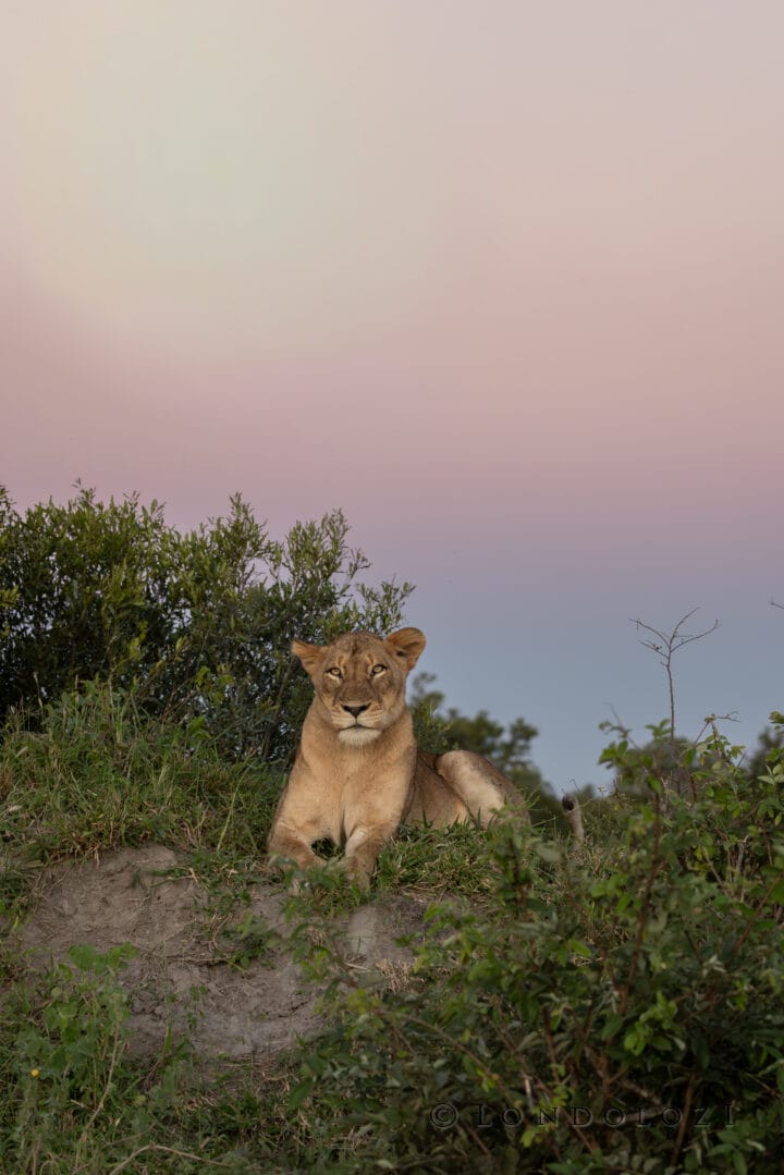 Nm Msuthlu Pride Of Lioness On Termite Mound