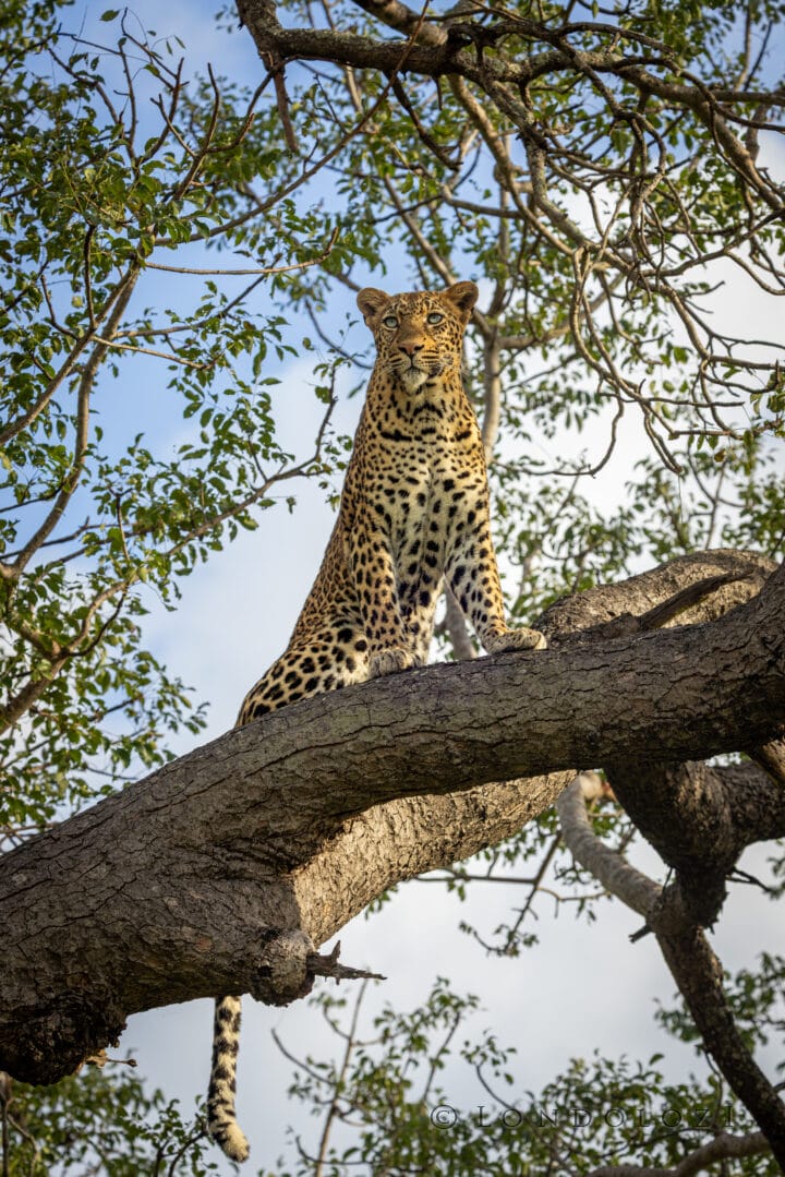 Nm Tinxiya Female Leopard Sitting In Marula