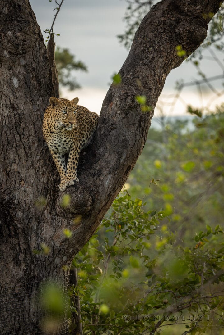 Nm Tinxiya Female Leopard In Marula Fork