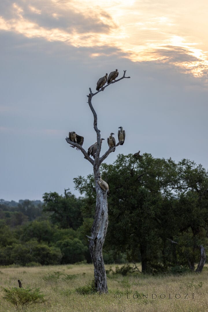 Nm White Backed Vultures In Dead Tree