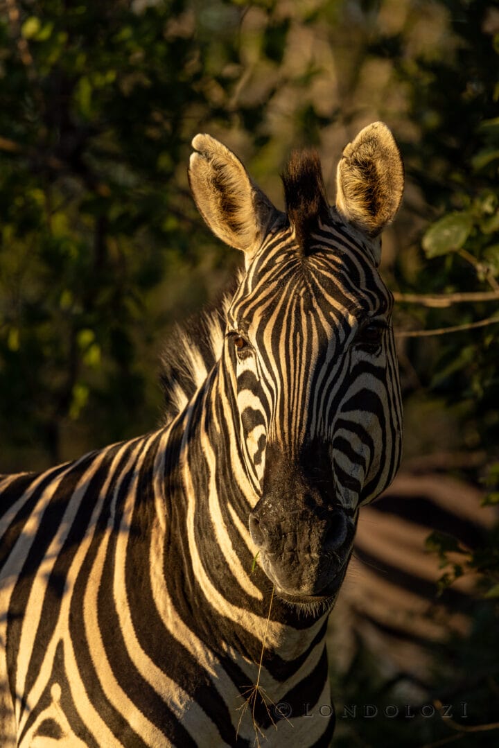 Nm Zebra Portrait