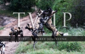 Twip #757 Kr Wild Dogs