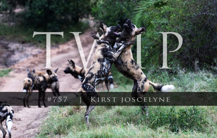 Twip #757 Kr Wild Dogs